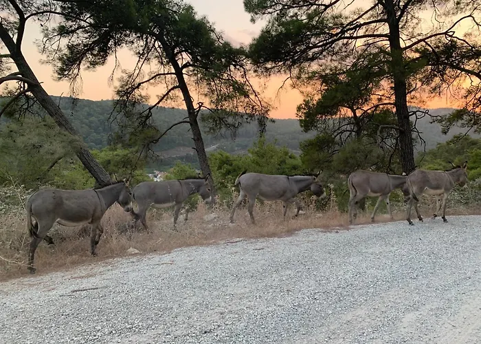 Rustic Modern Patio With Shared Pool
